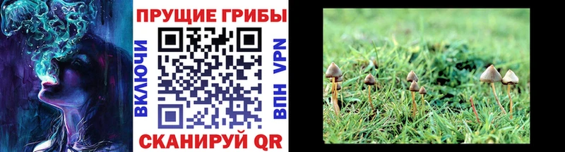 закладка  Осташков  blacksprut ССЫЛКА  Псилоцибиновые грибы мухоморы 